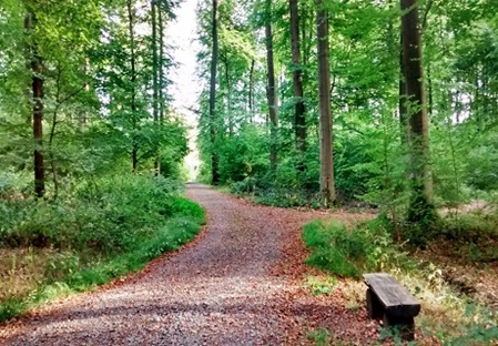 Weg im Bückeburger Wald