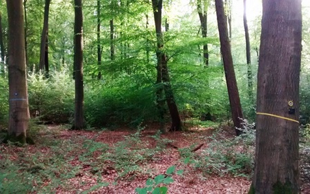 Bereits markierte Bäume für freie RuheBiotope