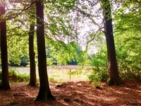 Der Schaumburger Wald mit Sonnenschein