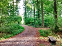 Weggabelung im Schaumburger Wald mit Rastbank