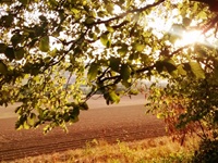 Blick aus dem Schaumburger Wald bei Sonnenuntergang