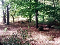 Blick in den Schaumburger Wald